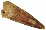 Fossil Spinosaurus Tooth - Real Dinosaur Tooth #298357-1